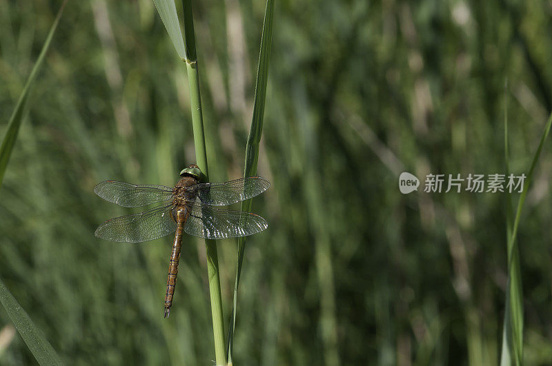 蜻蜓诺福克霍克(Aeshna isoceles)